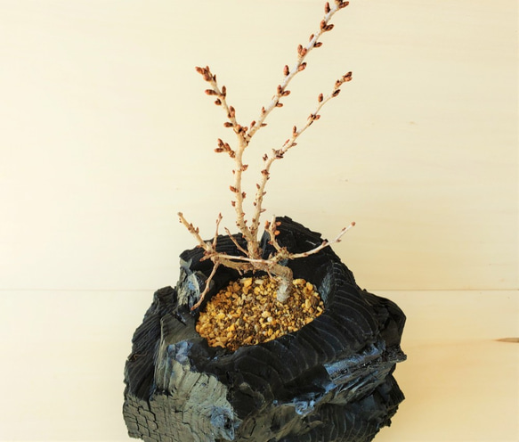 桜の盆栽｜炭の器に入った盆栽です 2枚目の画像