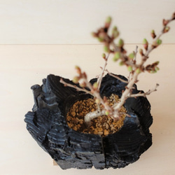 桜の盆栽｜炭の器に入った盆栽です 3枚目の画像