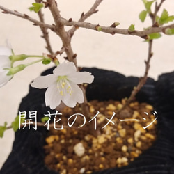 桜の盆栽｜炭の器に入った盆栽です 5枚目の画像
