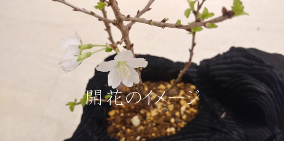 桜の盆栽｜炭の器に入った盆栽です 5枚目の画像