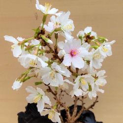桜の盆栽｜炭の器に入った盆栽です 7枚目の画像