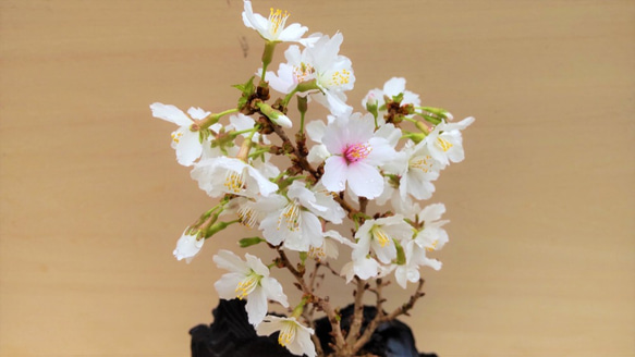 桜の盆栽｜炭の器に入った盆栽です 7枚目の画像