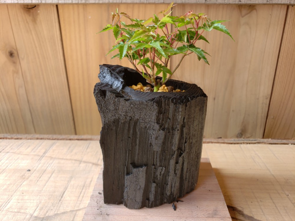楓の盆栽｜炭の器に入った盆栽です 1枚目の画像