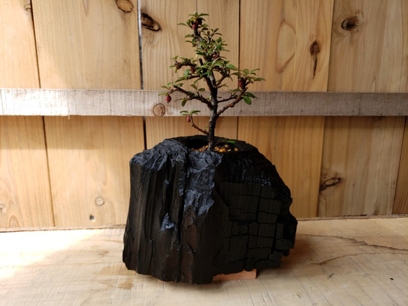 紫檀（シタン）の盆栽｜炭の器に入った盆栽です 1枚目の画像