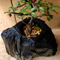 紫檀（シタン）の盆栽｜炭の器に入った盆栽です 3枚目の画像
