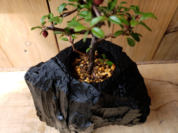 紫檀（シタン）の盆栽｜炭の器に入った盆栽です 3枚目の画像