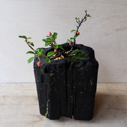 カマツカコケモモの盆栽｜炭の器に入った盆栽です 2枚目の画像
