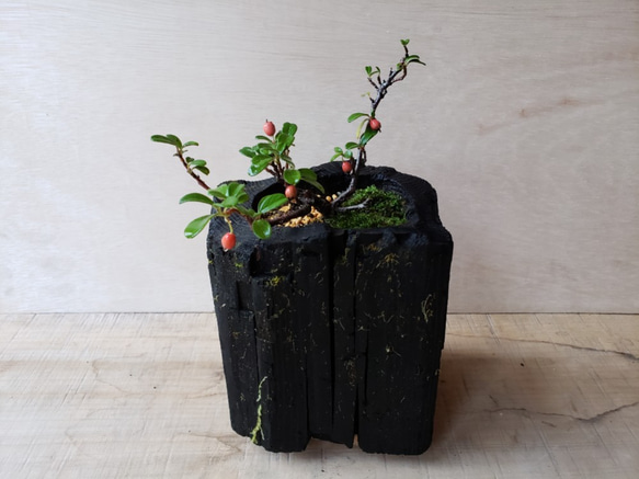 カマツカコケモモの盆栽｜炭の器に入った盆栽です 2枚目の画像