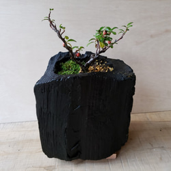 カマツカコケモモの盆栽｜炭の器に入った盆栽です 3枚目の画像