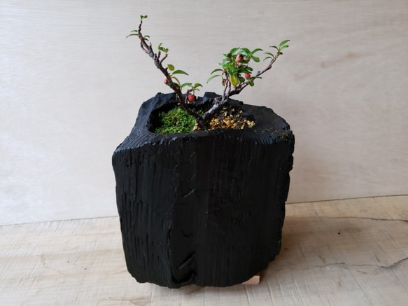 カマツカコケモモの盆栽｜炭の器に入った盆栽です 3枚目の画像