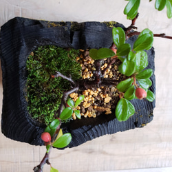 カマツカコケモモの盆栽｜炭の器に入った盆栽です 4枚目の画像