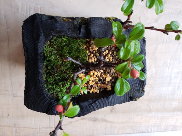 カマツカコケモモの盆栽｜炭の器に入った盆栽です 4枚目の画像