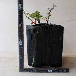 カマツカコケモモの盆栽｜炭の器に入った盆栽です 5枚目の画像