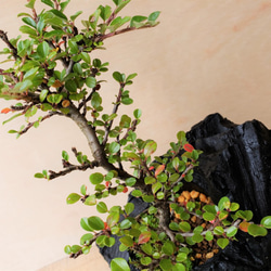 紫檀（シタン）の盆栽｜炭の器に入った盆栽です 4枚目の画像
