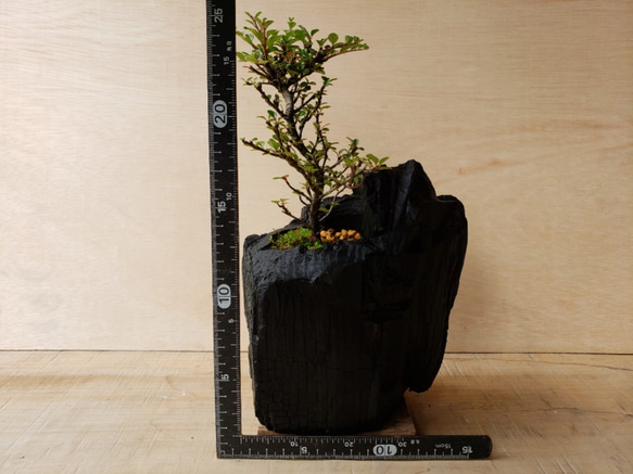紫檀（シタン）の盆栽｜炭の器に入った盆栽です 5枚目の画像