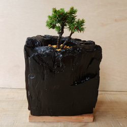 エゾマツの盆栽｜炭の器に入った盆栽です 3枚目の画像