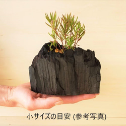 エゾマツの盆栽｜炭の器に入った盆栽です 6枚目の画像