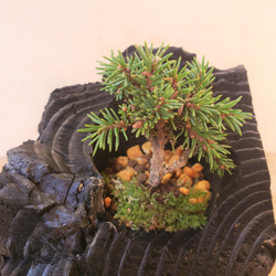エゾマツの盆栽｜炭の器に入った盆栽です 3枚目の画像