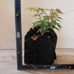 楓の盆栽｜炭の器に入った盆栽です 4枚目の画像