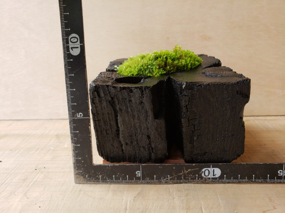 苔（コケ）の盆栽｜炭の器に入った盆栽です 4枚目の画像