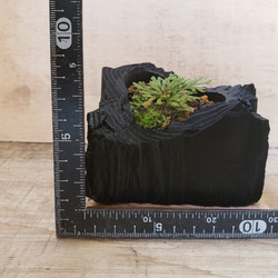 岩檜葉(イワヒバ)の盆栽｜炭の器に入った盆栽です 4枚目の画像