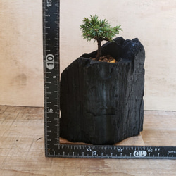 エゾマツの盆栽｜炭の器に入った盆栽です 5枚目の画像