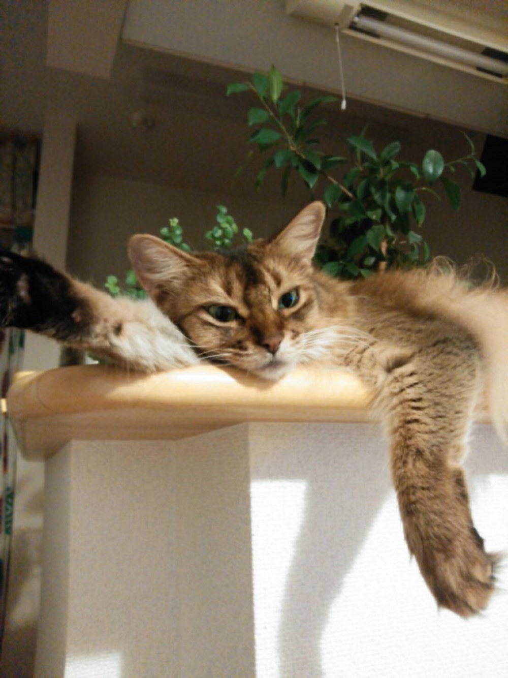 ＊花猫＊ギャラリーからのお知らせ☆