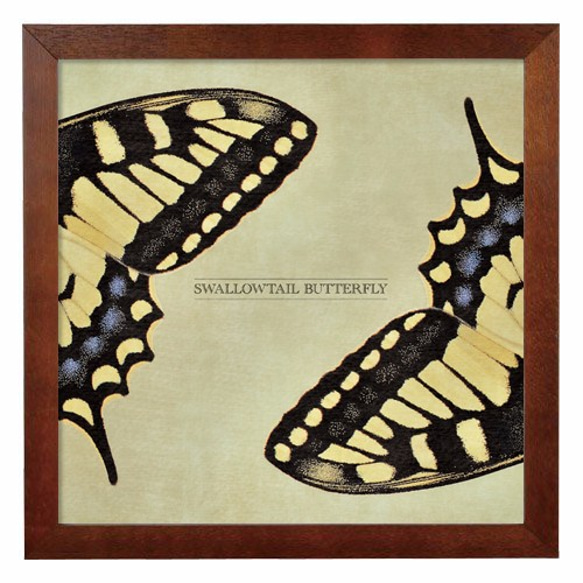 ポスター『SWALLOWTAIL BUTTERFLY』L2フレーム付き（正方形配置
