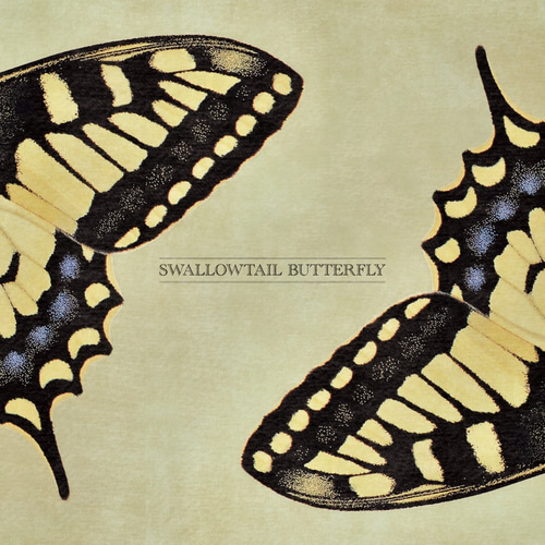 ポスター『SWALLOWTAIL BUTTERFLY』L2フレーム付き（正方形配置