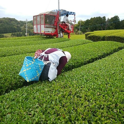 お茶をいれた時の水色(すいしょく)が とってもきれい。 さえみどり “咲” 200g 4枚目の画像