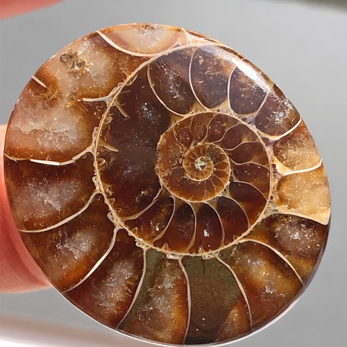 アンモナイト[86] 29x25mm 32Cts ルース ／天然石 ／ カボション 