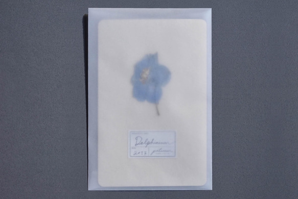 植物標本カード　「カスミソウ」 2枚目の画像
