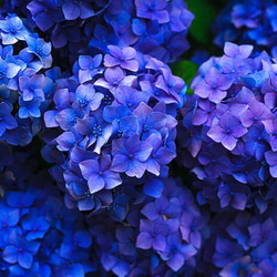 2色の紫陽花ポニーフック 5枚目の画像