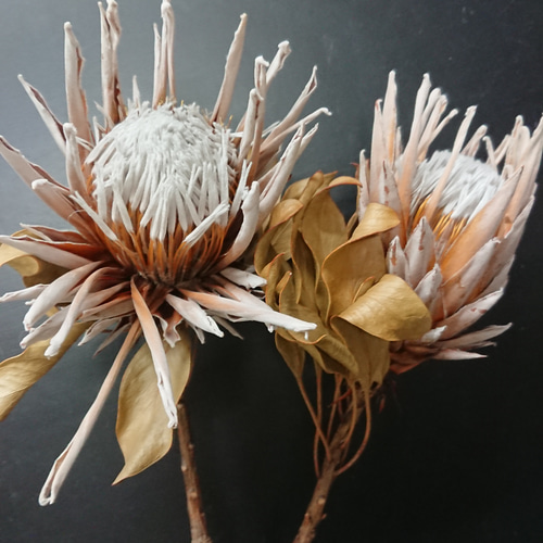 プロテアアークティックアイス　希少！　1 large_ded2dd5c-b0db-4e63-ad09-