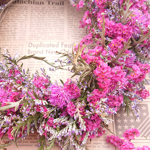 センニチコウ(ファイヤーワークス)とハイブリッドスターチスの