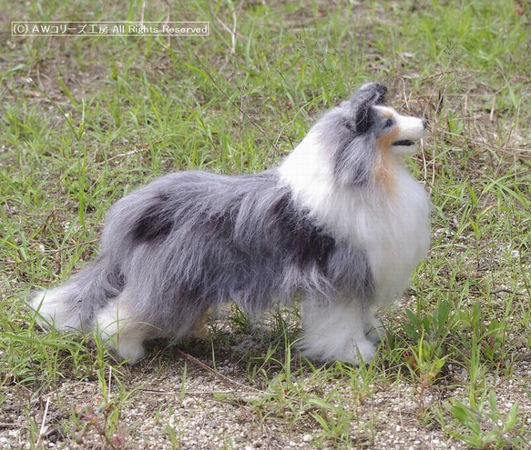 見本品 羊毛フェルトシェルティ 見本 羊毛フェルトシェルティ シェットランドシープドッグ - メルカリ