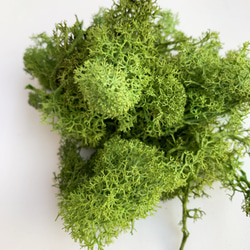 アイスランドモス 苔緑　10ℊ 2枚目の画像