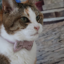 可憐で繊細な秋桜刺繍の首輪　猫さん犬さん 5枚目の画像