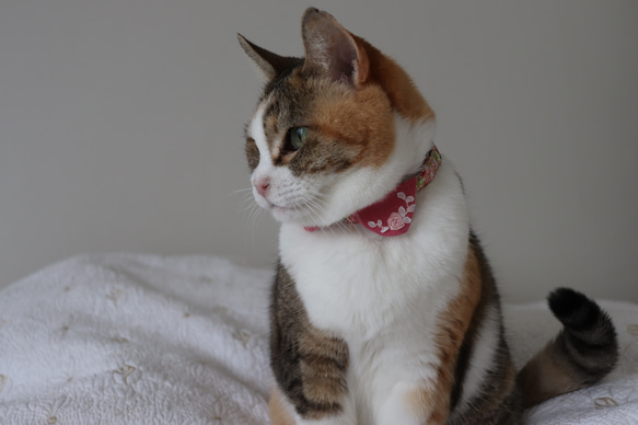 バラの刺繍が入った襟が可愛すぎる猫さんの首輪 2枚目の画像