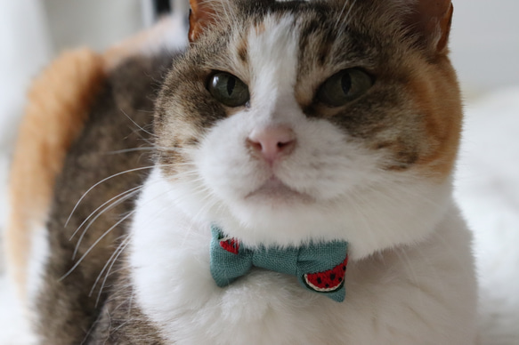 すいか刺繍の夏首輪　猫さん犬さん 4枚目の画像