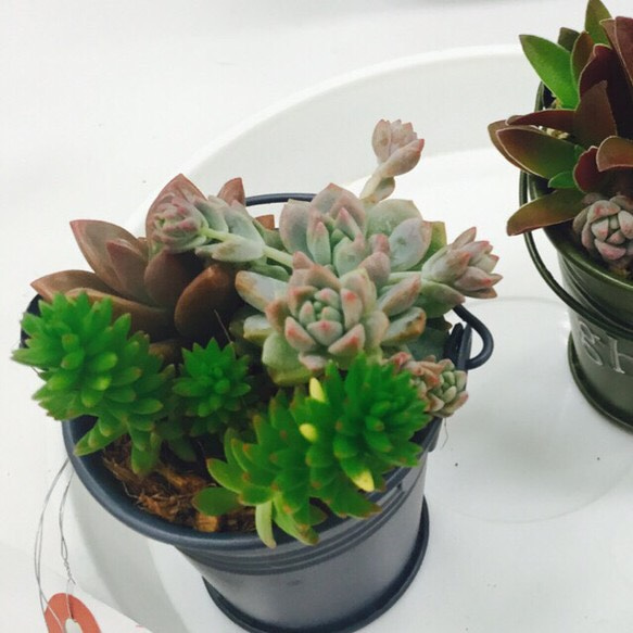 多肉植物寄せ植え 1枚目の画像