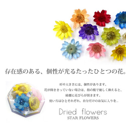 スターフラワー　ガラスドームに【生花を使用したドライフラワー10色】約10個入り 2枚目の画像