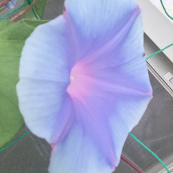 あさがおの種(たぶん水色・濃いピンク・薄いピンク・色不明)あり  