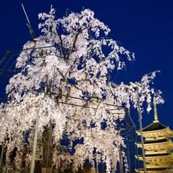 祇園の桜♬ピアス  巾着付き 7枚目の画像