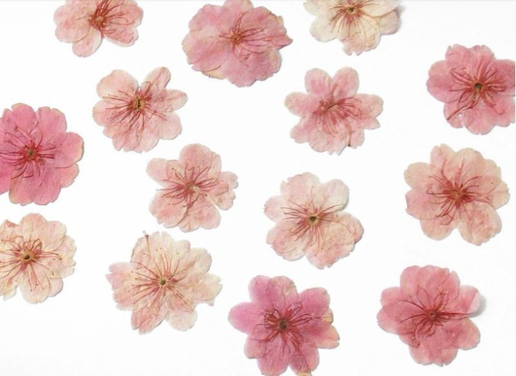 8枚入り 桜 さくら 押し花 デコパーツ Twinkle♡ 通販 5191055
