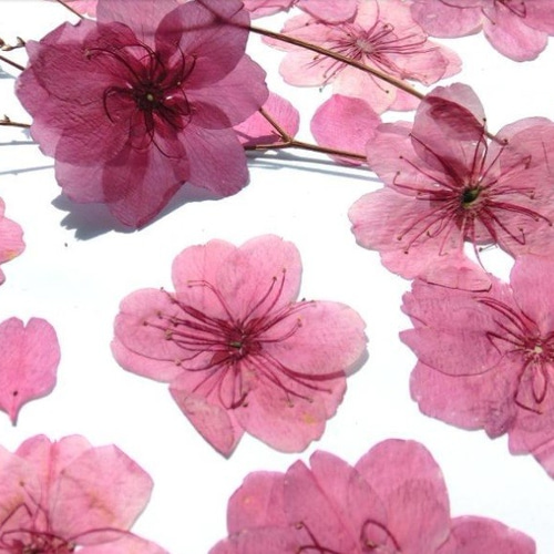 みさき様♡ご確認用 押し花ケース オーダー みさき様♡ご確認用 押し花ケース オーダー