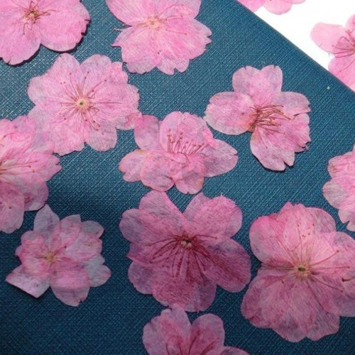 8枚入り 桜 さくら 押し花 デコパーツ Twinkle♡ 通販 5191055