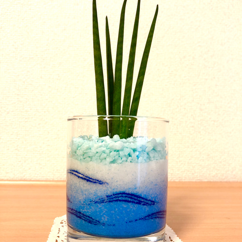 カラーサンドアートサンスベリア