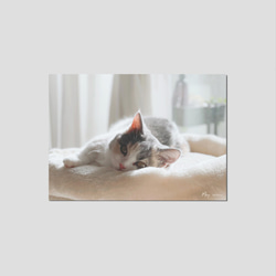 Mira / アートプリント 猫写真 2Lサイズ/ インテリア フォト・ 猫グッズ・猫雑貨 2枚目の画像