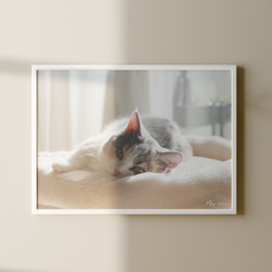 Mira / アートプリント 猫写真 2Lサイズ/ インテリア フォト・ 猫グッズ・猫雑貨 1枚目の画像